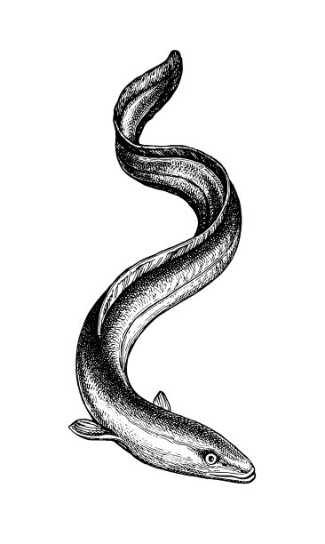 鳗鱼