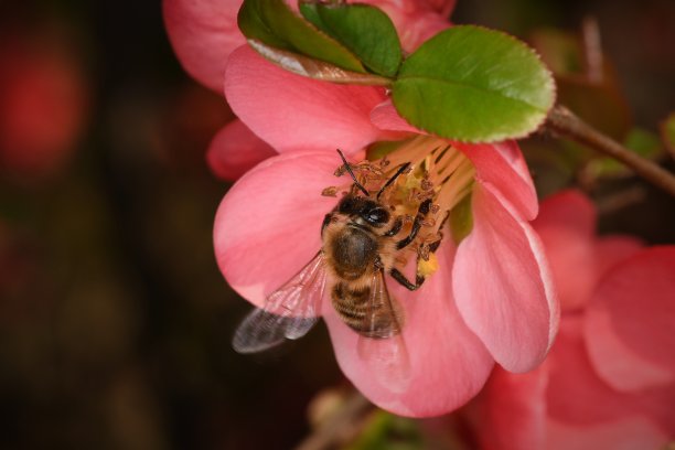 pollination