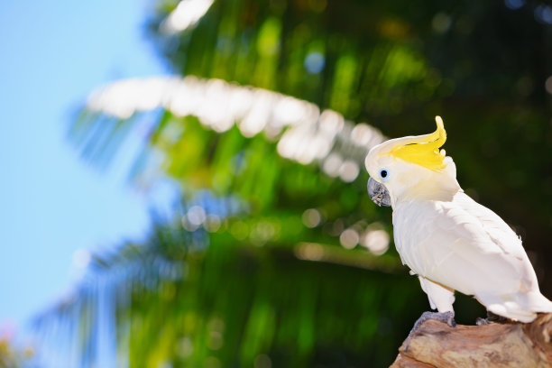 白色凤头鹦鹉大型鸟类保护动物