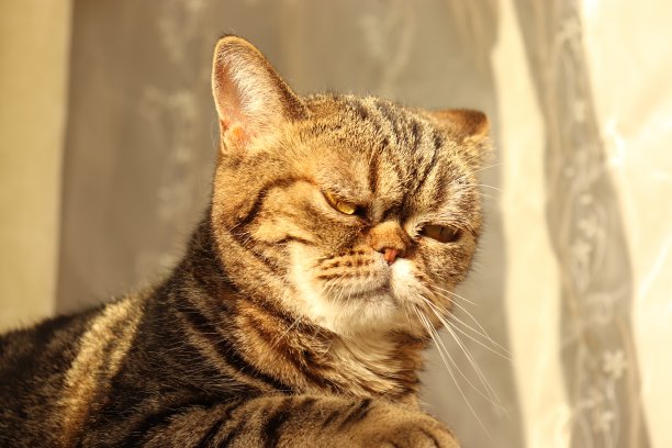 小猫,短毛猫,斑纹猫