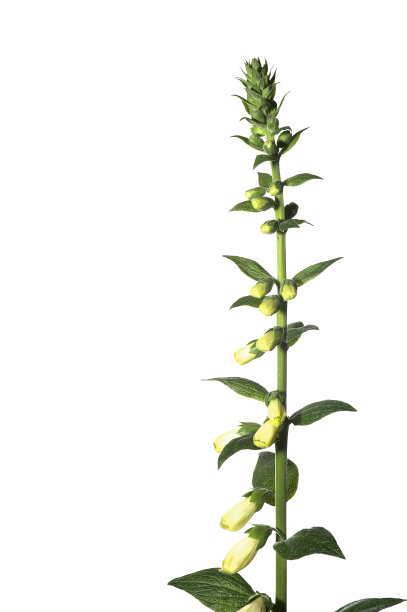 digitalis