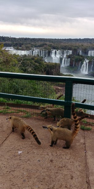 coatimundi
