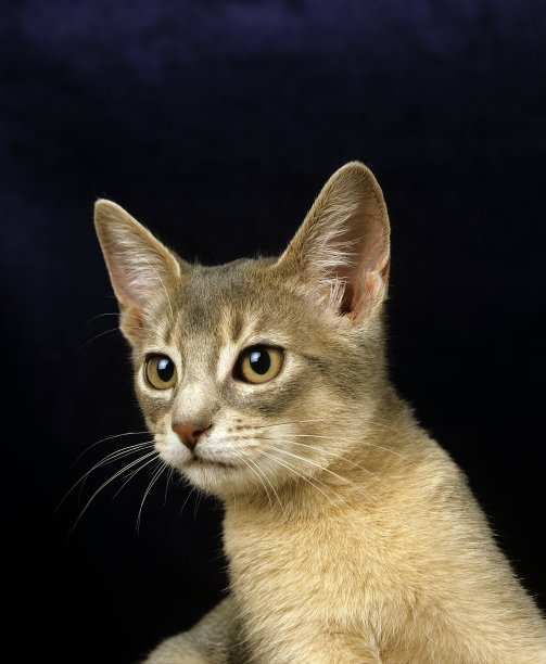 abyssinian猫