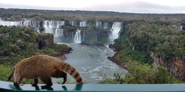 coatimundi