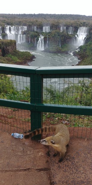 coatimundi