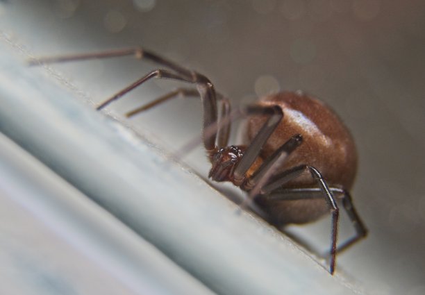 arachnid