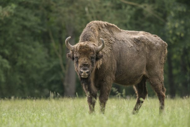 bison