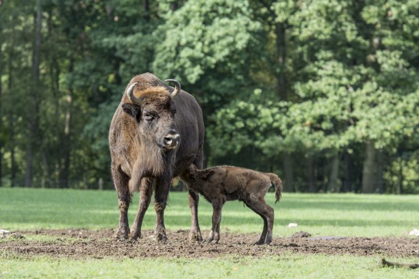 bison