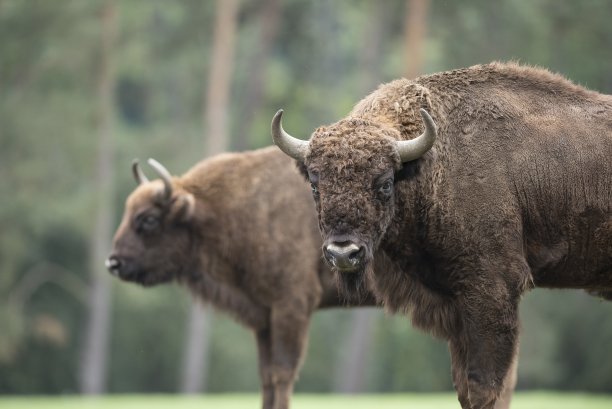 bison
