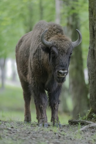 bison