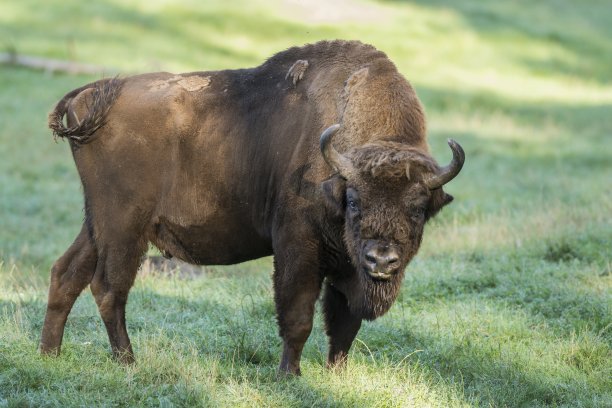 bison