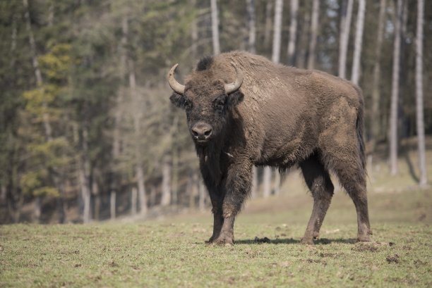 bison