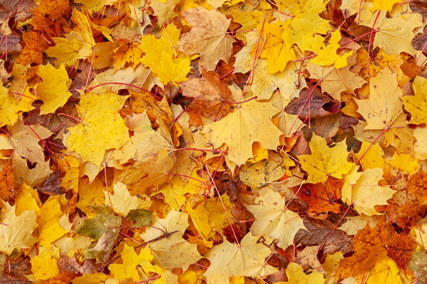 多彩秋季枫叶无缝图案