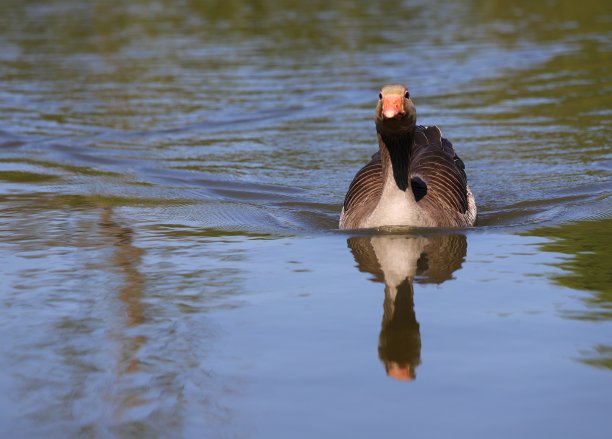 branta
