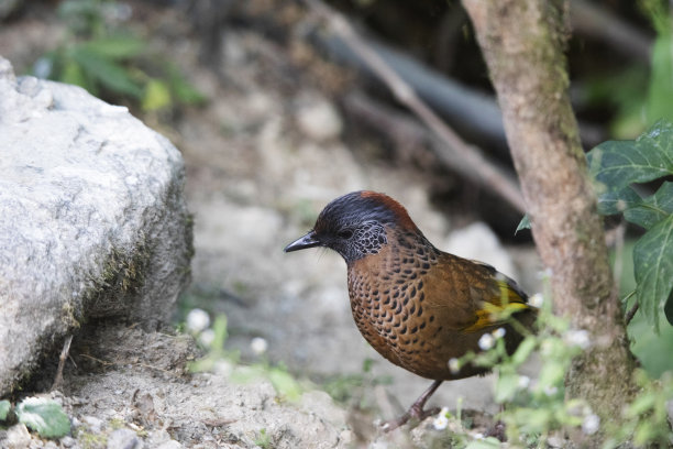 laughingthrush