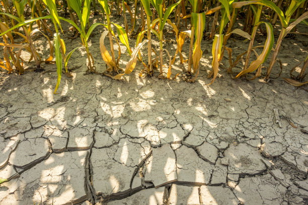 drought