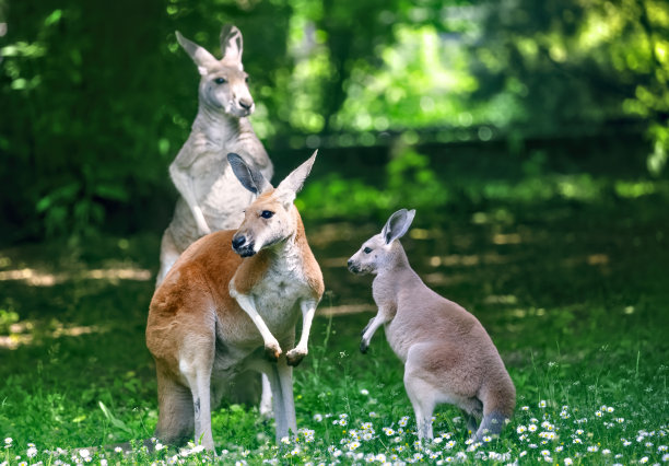kangaroo