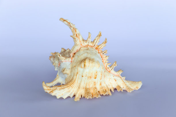 murex