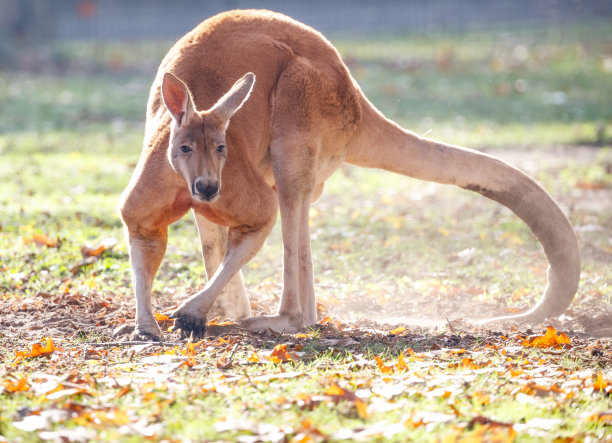 kangaroo