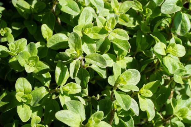 oregano