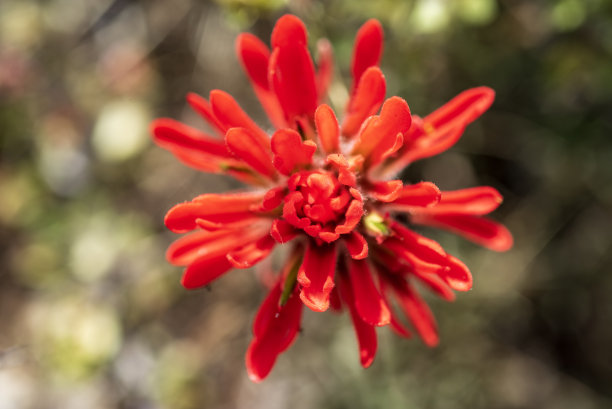 hawkweed