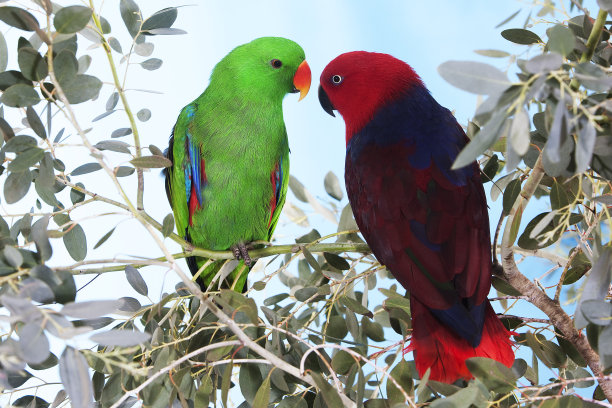 eclectus