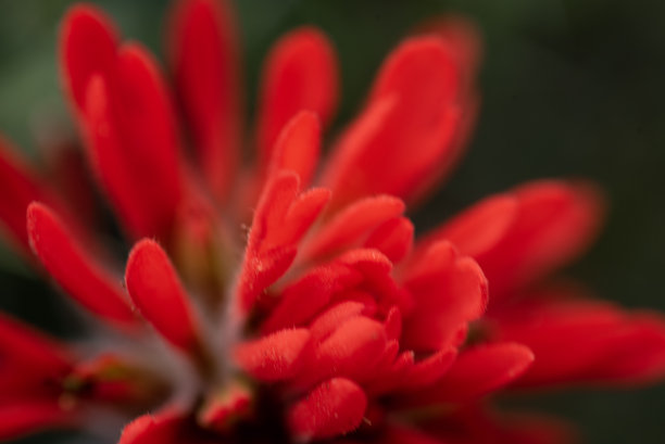 hawkweed