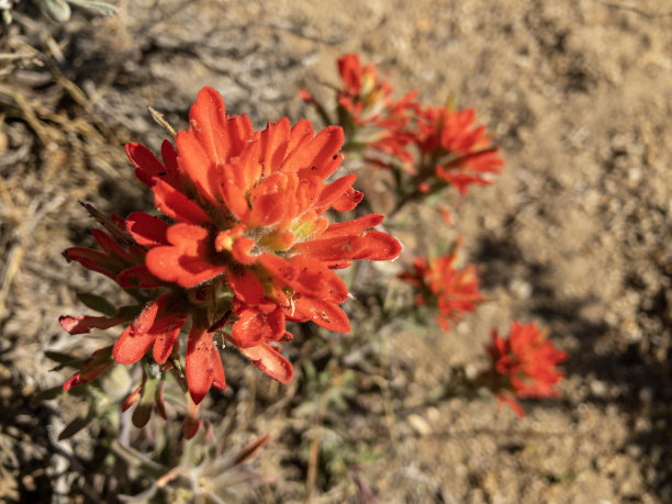 hawkweed