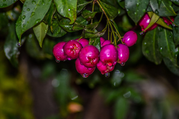 雨天蓝莓园