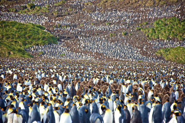 colony