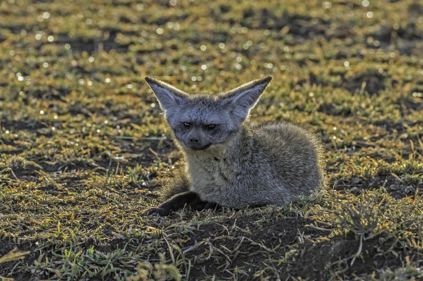 otocyon