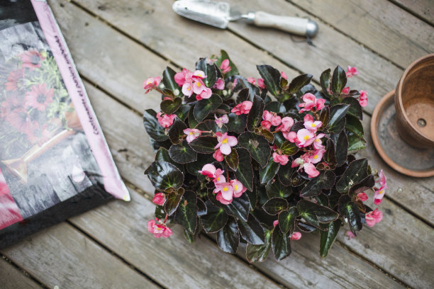 begonia