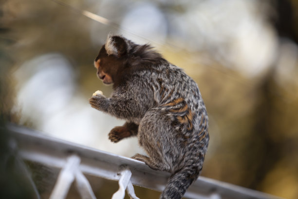 marmosets