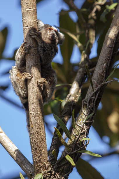 marmoset