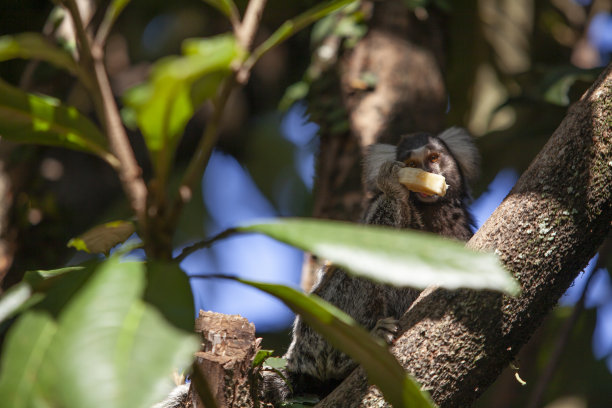 marmoset