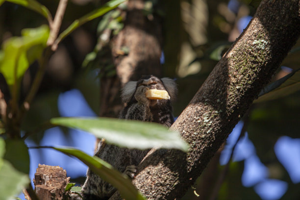 marmoset