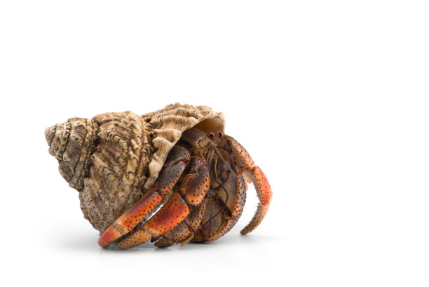crustacean