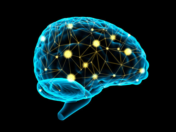 cerebrum