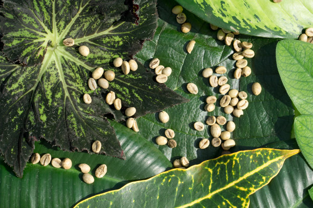 codiaeum