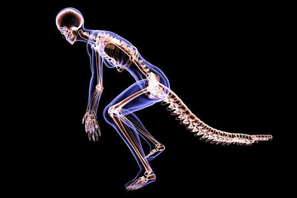 skeleton