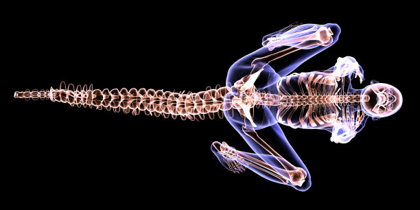 skeleton