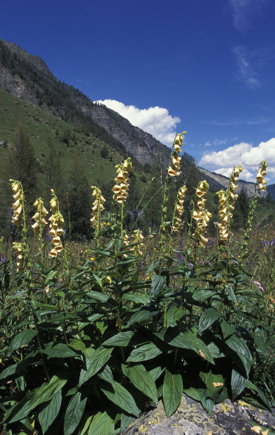 digitalis