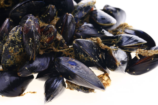 mussels