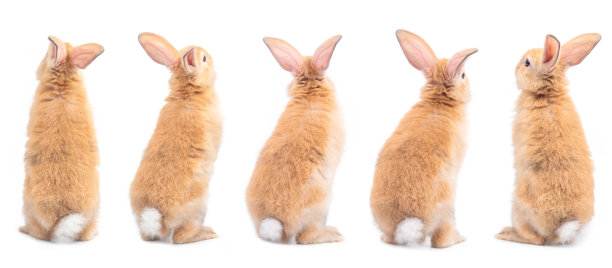bunny