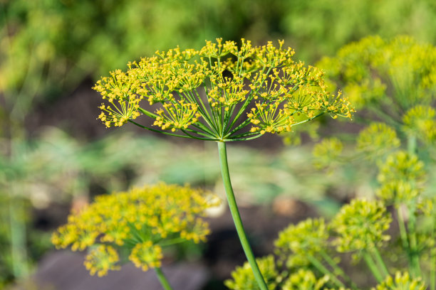 黄花苗花