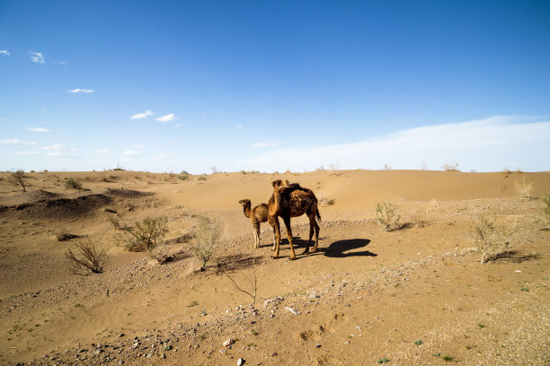 沙漠晚霞中骆驼