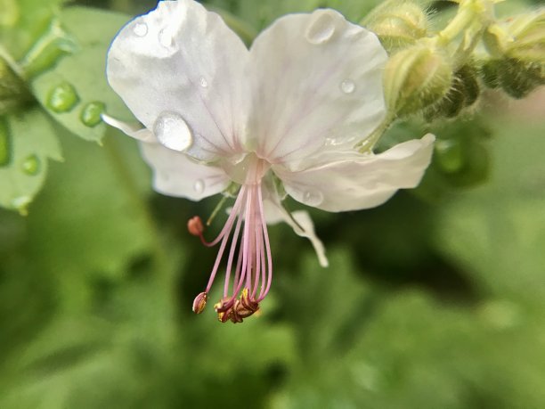 恋爱季节