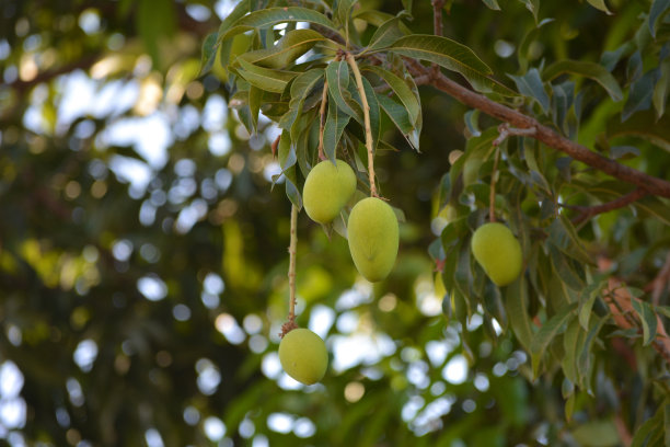 热带水果芒果树