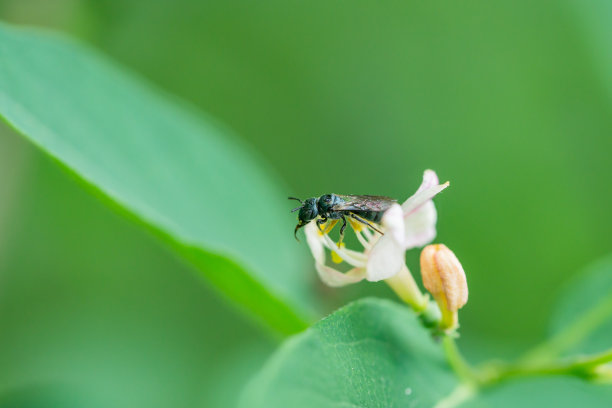 生物体