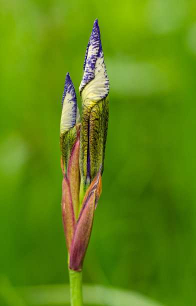 艳丽花朵花纹